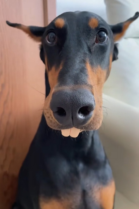 doberman2.jpg