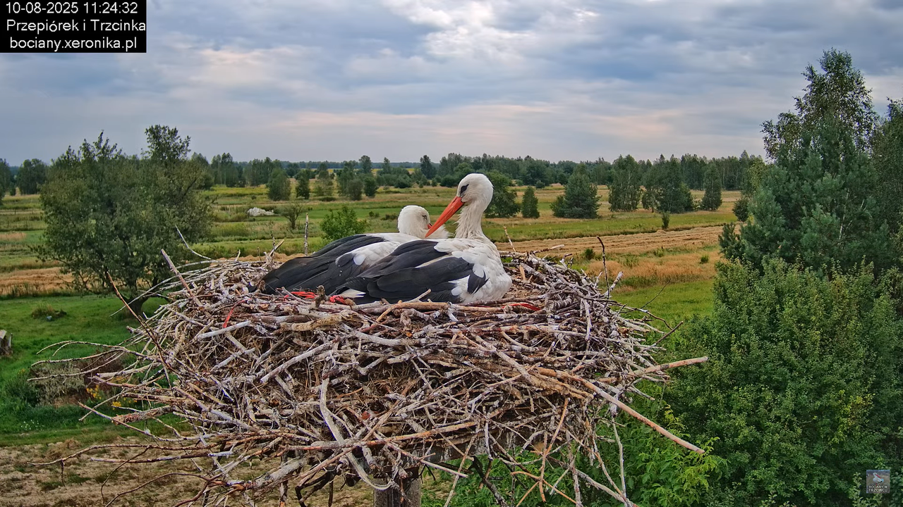 10082025bociany16