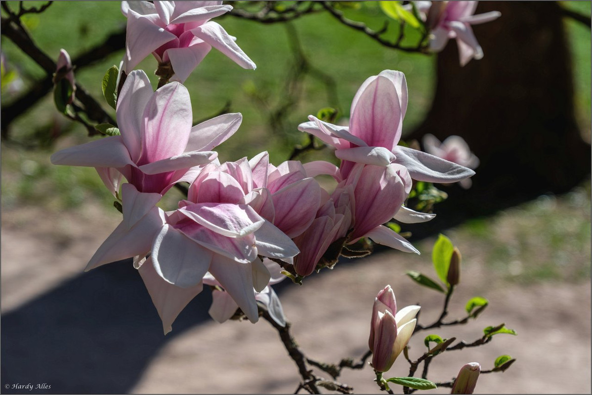 XT5A7826-Verbessert-RR  2025 SB Staden LR ERWZ FB