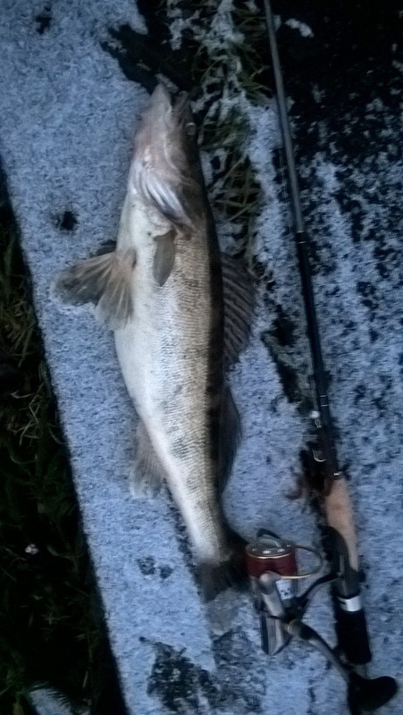 Реутов Петр, 1 судак