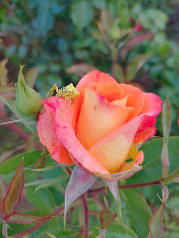 IMG_20230601_195946_HDR