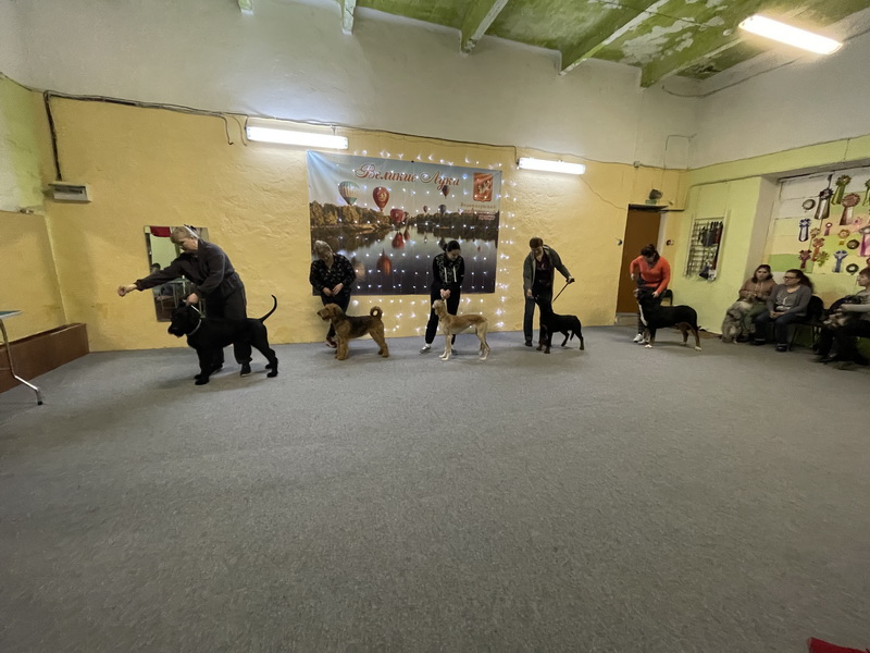 https://i.postimg.cc/qM6mtcDW/IMG-7967.jpg