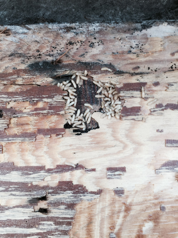 F735A69C-BB3F-4592-9D27-5D65F2491A26