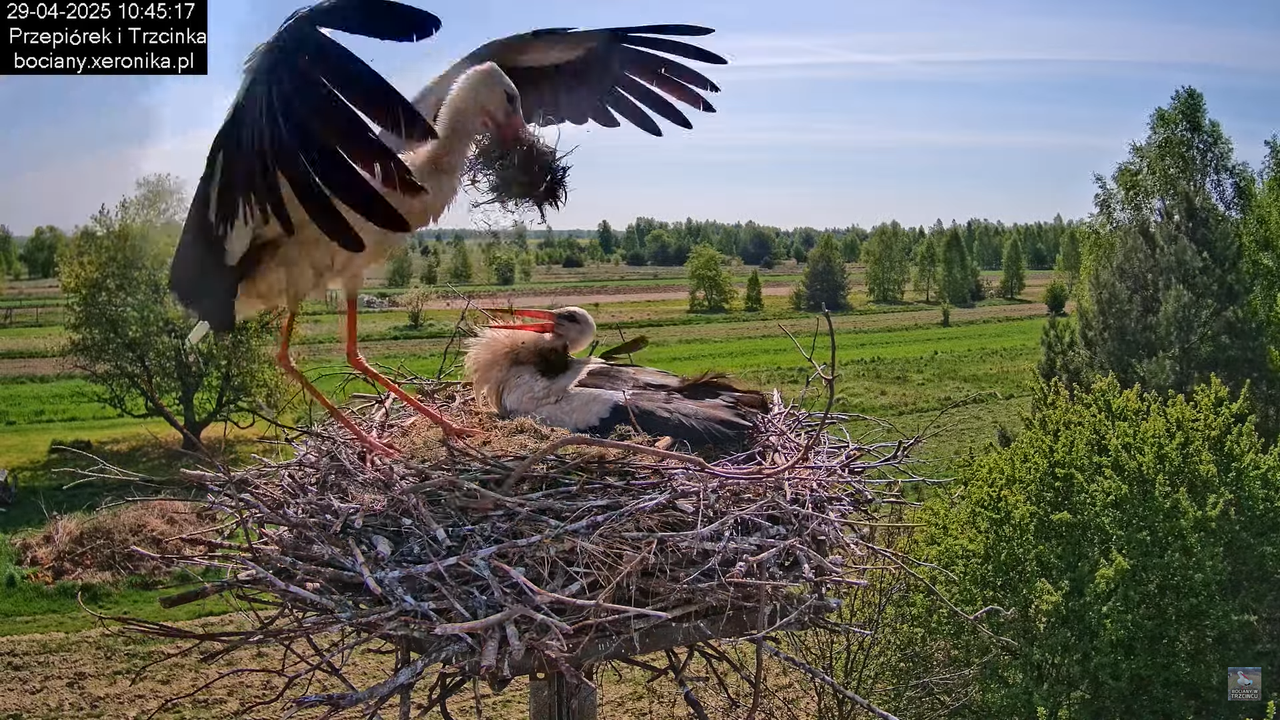 29042025bociany18