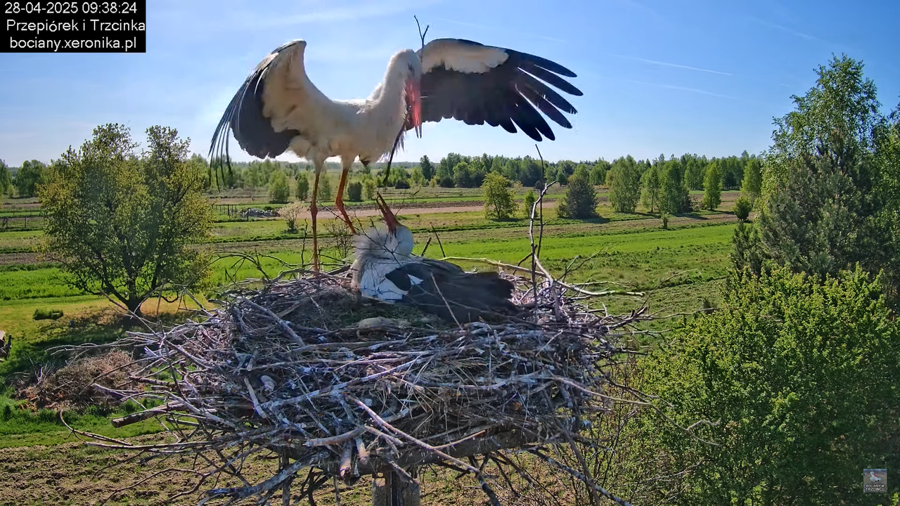 28042025bociany13