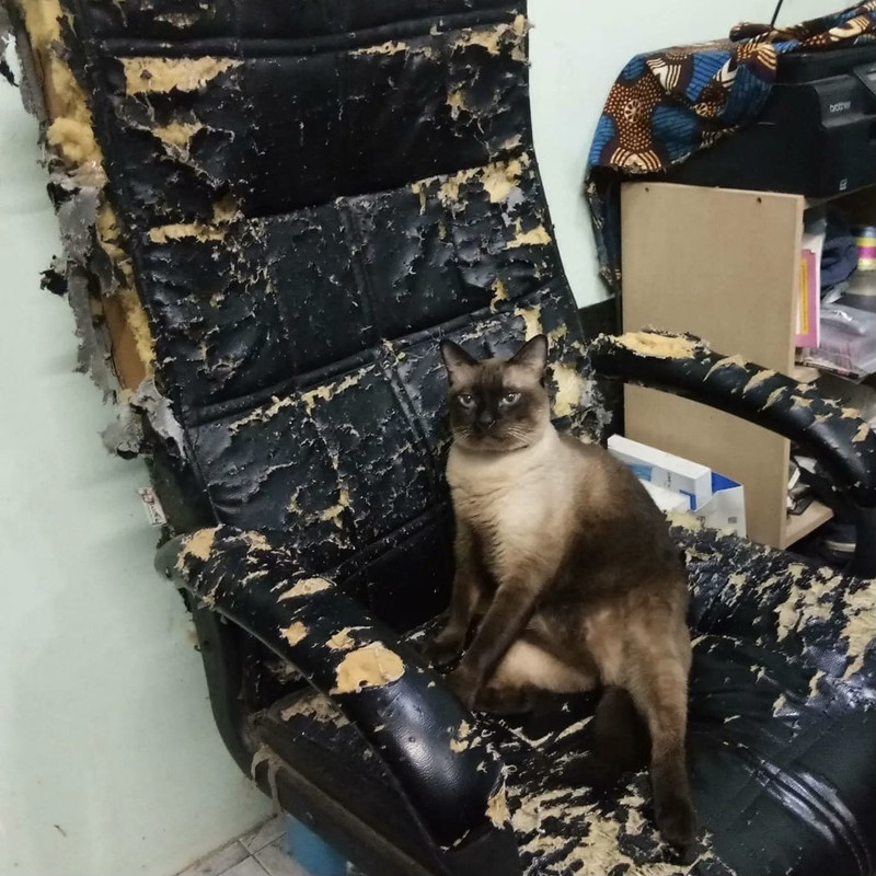 Cat sitting on old office chair.