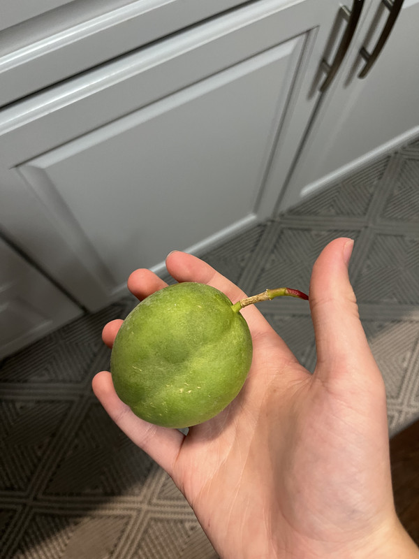 IMG 7892