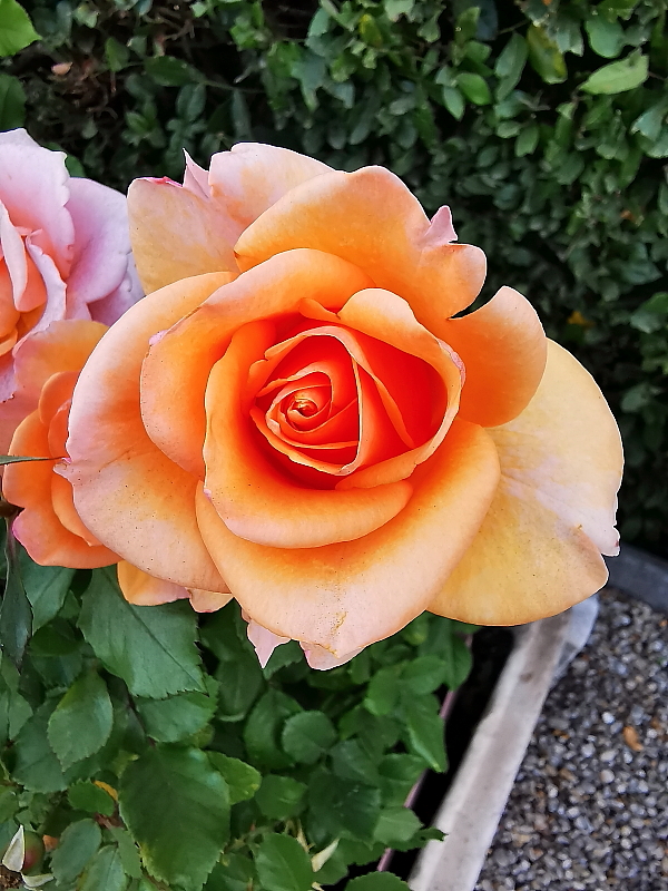 https://i.postimg.cc/qM91Fvdp/IMG-20221112-092950.jpg