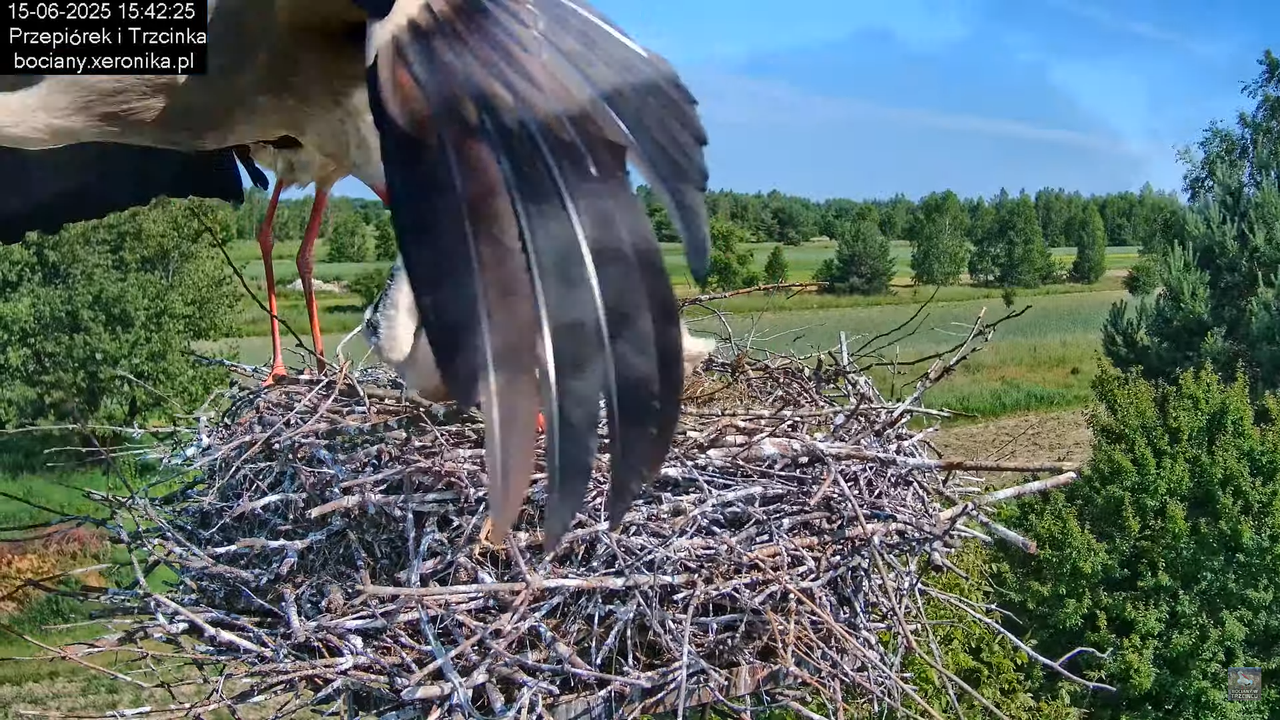 15062025bociany28