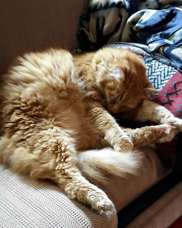 squeakysleeping