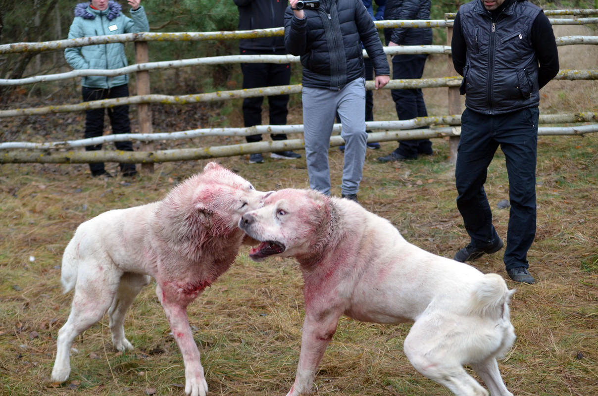 Самурыч-Уран 3     (3)