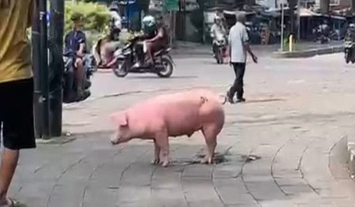 Warga Bandung Dikejutkan Babi Pink Liar Melintas di Jalan Raya