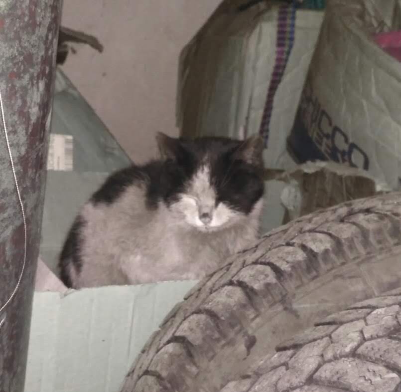 IMG-8b356291f2f3d630ff789c478fe1119c-V