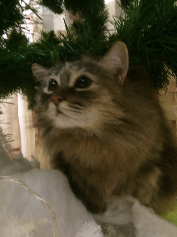 ED536539-3671-448D-B7A1-D2DD519DD2F7