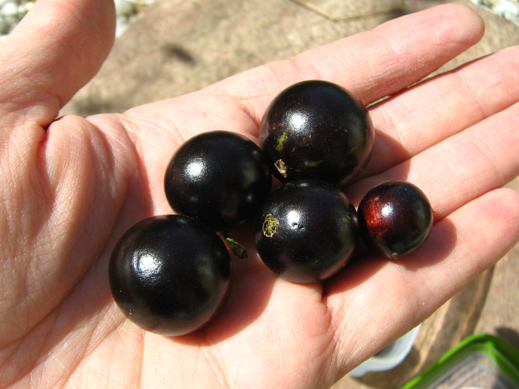 jaboticaba_fruits-20140829T122922