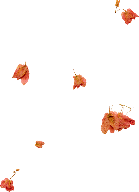 Siempre Libre & Glitters y Gifs Animados Nº341 - Página 3 NLD-Dried-flowers-b