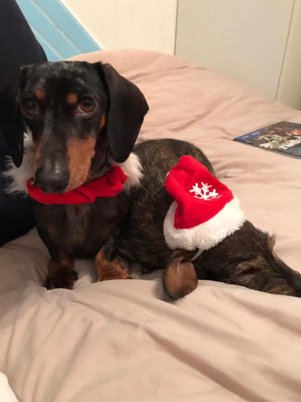 [Image: IMG-20221225-WA0031.jpg]