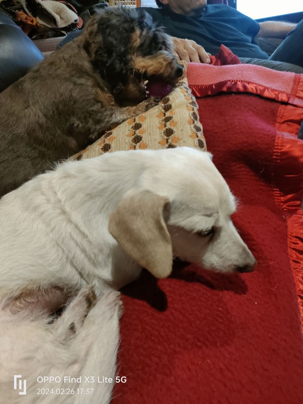 [Image: IMG-20240226-201500.jpg]