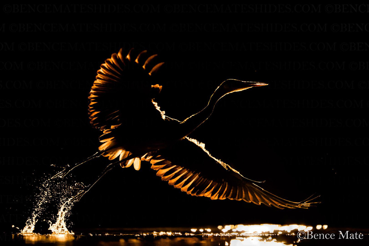 Kormorán3 mátébence