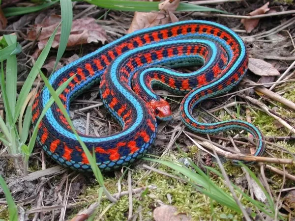 [صورة: the-most-beautiful-snakes-in-the-world-9...71326.webp]