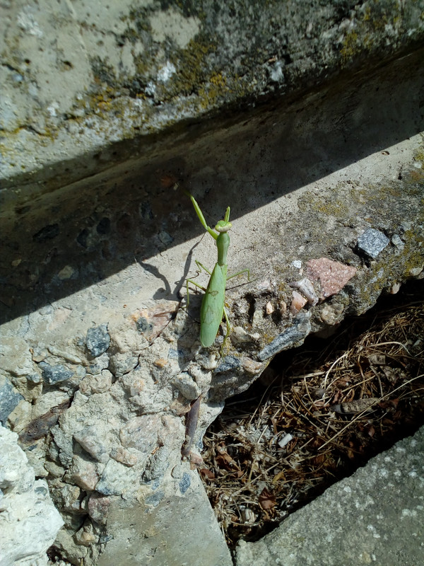 IMG_20170925_135341_1CS