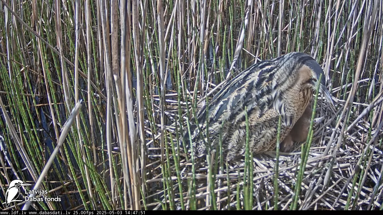 LDF Lielais dumpis (Botaurus stellaris) Zemītes pagastā 14-21-6 screenshot