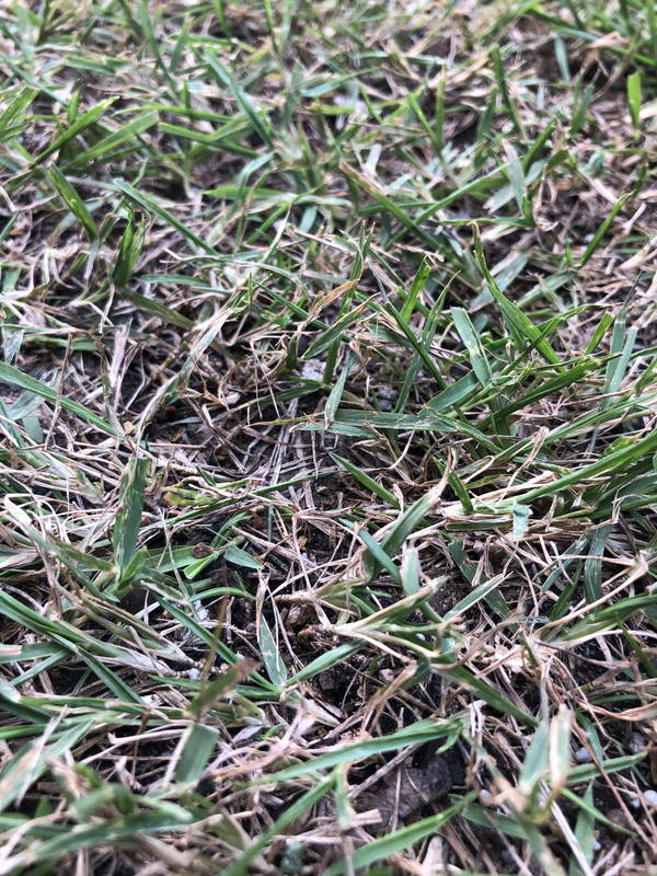 Zoysia Fungus ID? Lawn Care Forum