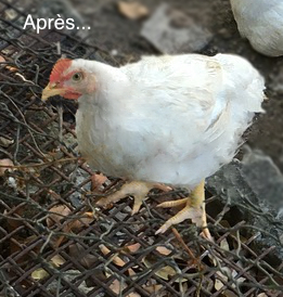 Poule après