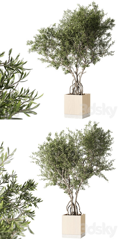 Indoor living plant in a pot 05