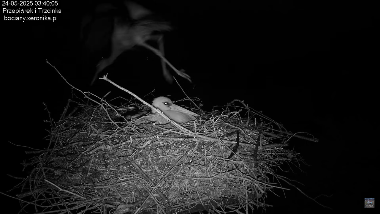 24052025bociany2 (2)