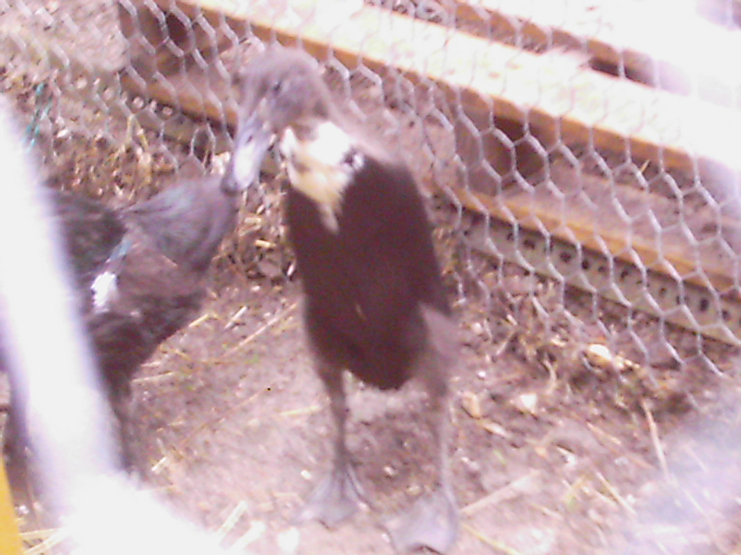 ebony-jasper-and-pingu-032.jpg