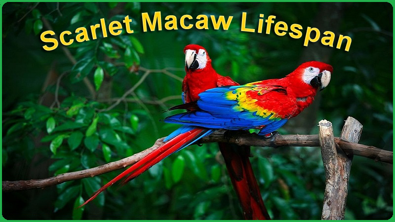 Scarlet Macaw lifespan