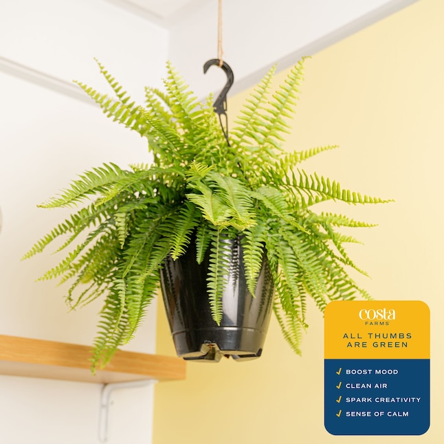 Massive 50% Off Indoor Plant Sale at Lowe’s: Premium Costa Farms Collection Massive 50% Off Indoor Plant Sale at Lowe’s: Premium Costa Farms Collection