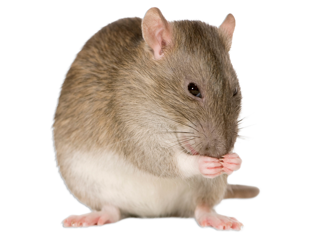 Rodent (Rat/Mouse)