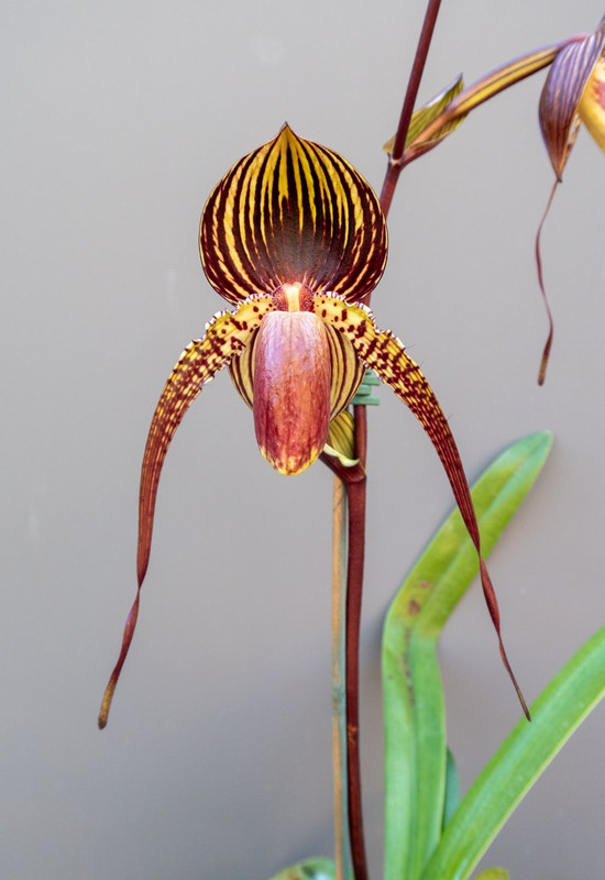 Paph Johanna Burkhardts | Slippertalk Orchid Forum