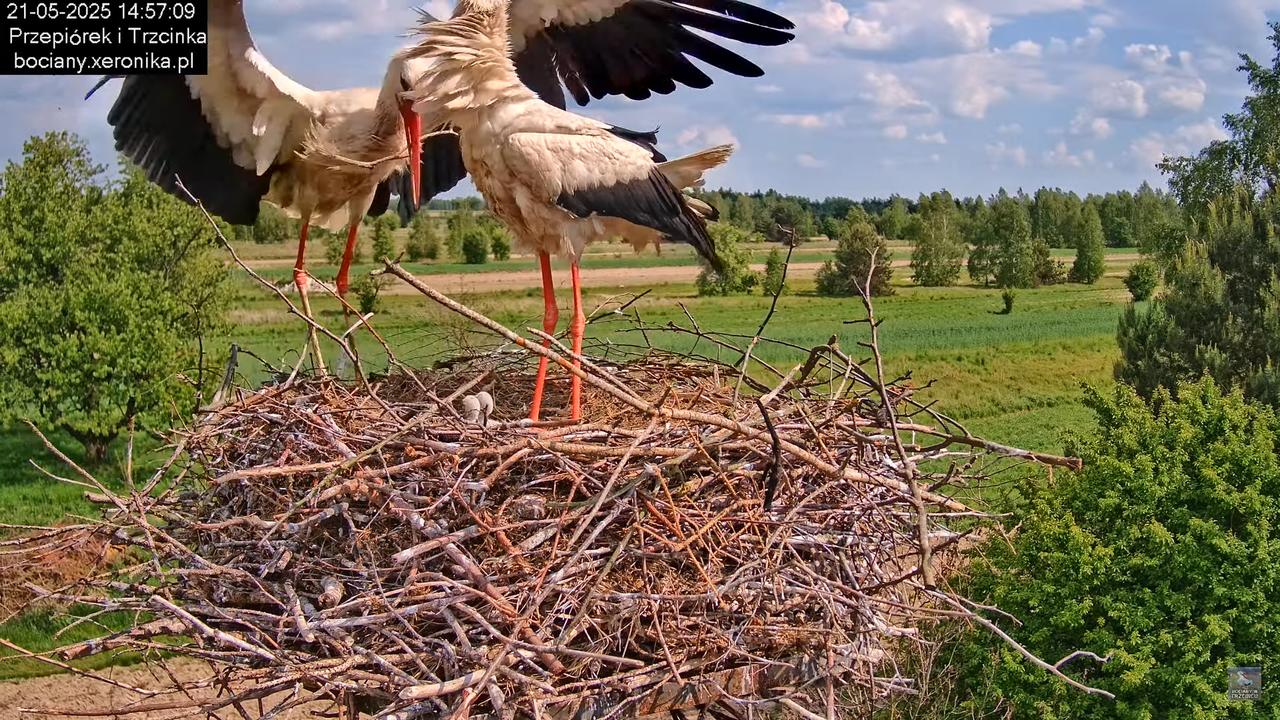21052025bociany20
