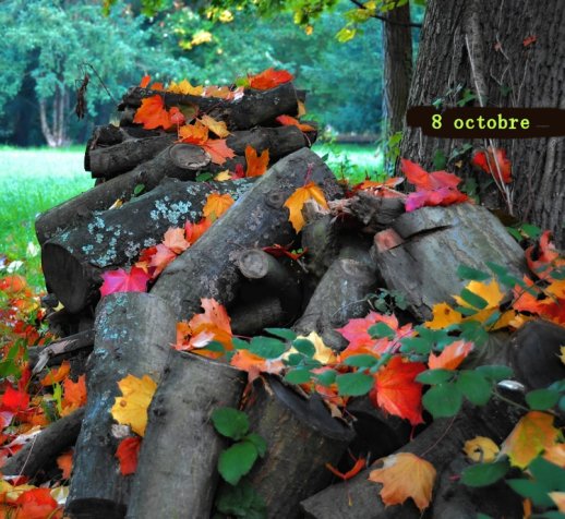 B-ches-et-Feuilles.jpg