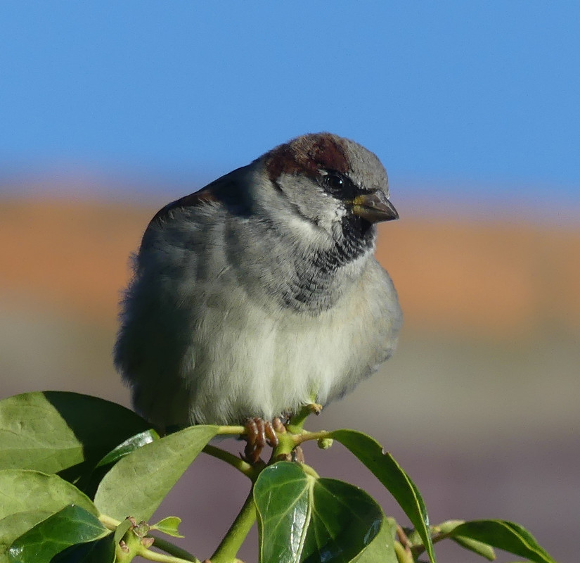 SPARROW 12 190924