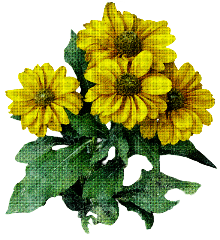 Rudbeckia Dark