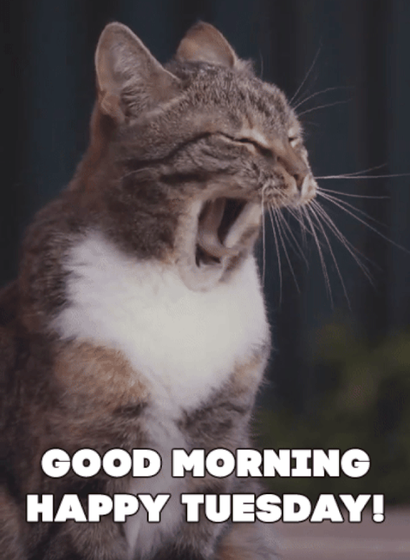 An den Beitrag angehängtes Bild: https://i.postimg.cc/qMMkrZ8N/oie-2475831QGEv0MK7.gif