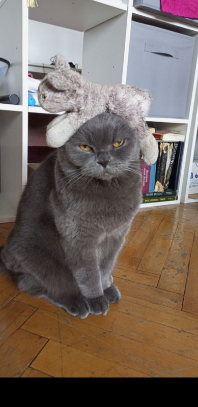 Screenshot_20221204-162942_Telegram