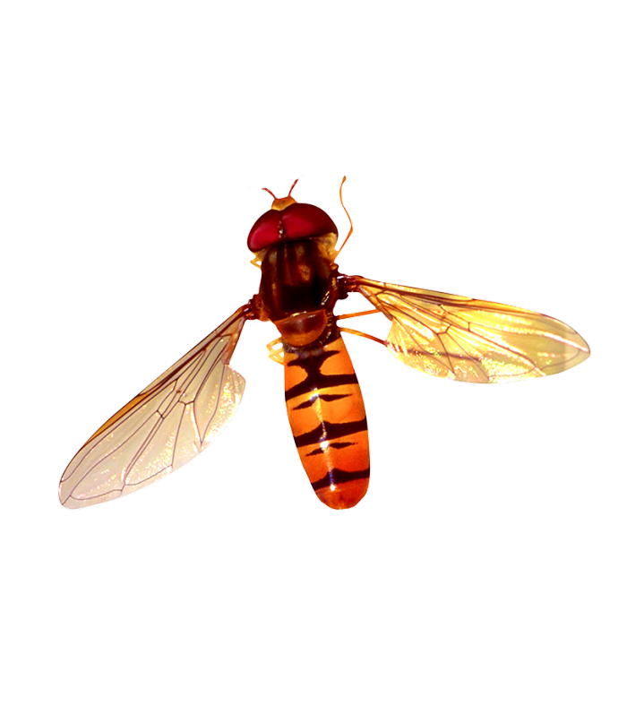 e54