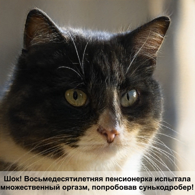 кошка не ест после операции