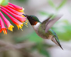 Ruby Throated Hummingbird