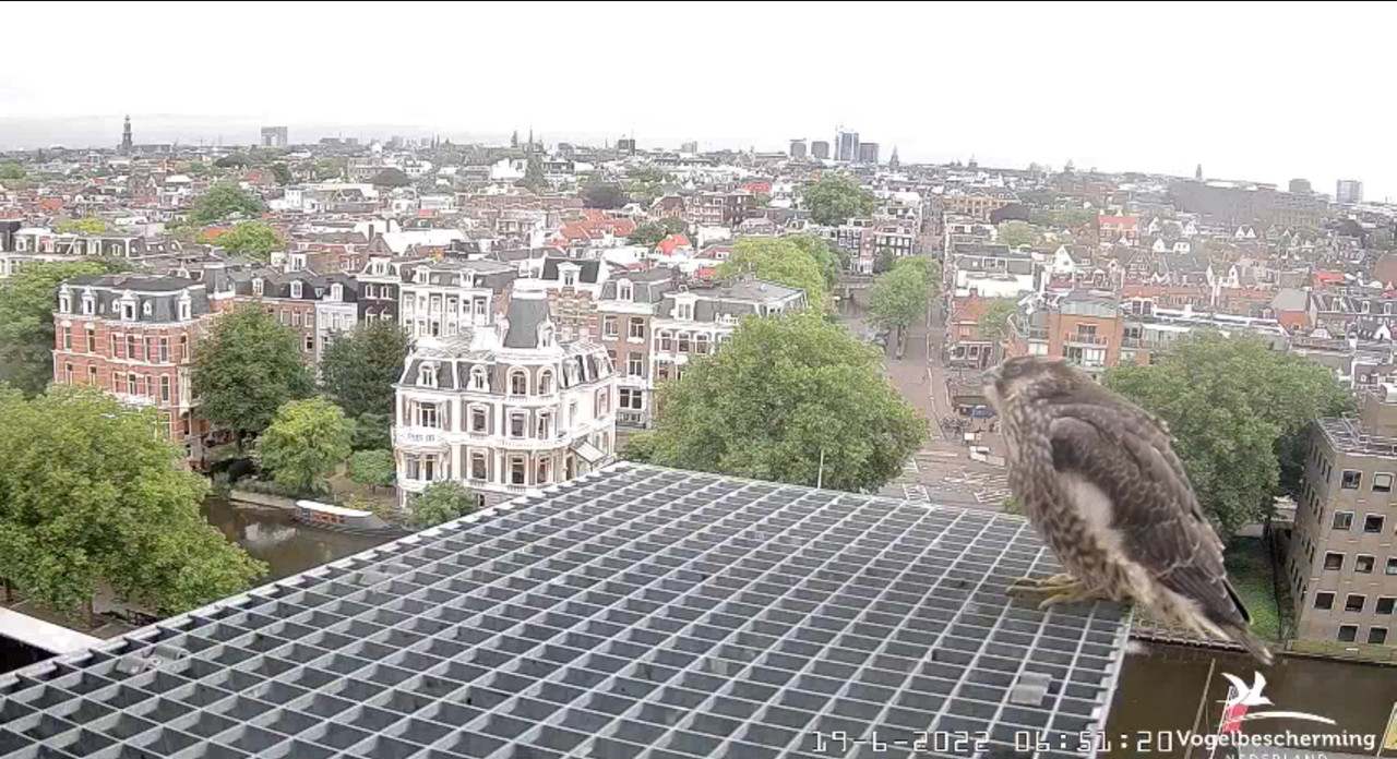 Amsterdam/Rijksmuseum screenshots © Beleef de Lente/Vogelbescherming Nederland - Pagina 29 Video-2022-06-19-065229-Moment-2
