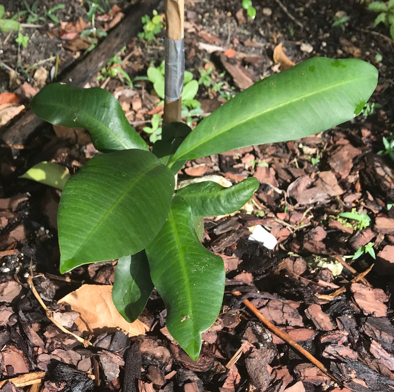 Lucs Garcinia 112018
