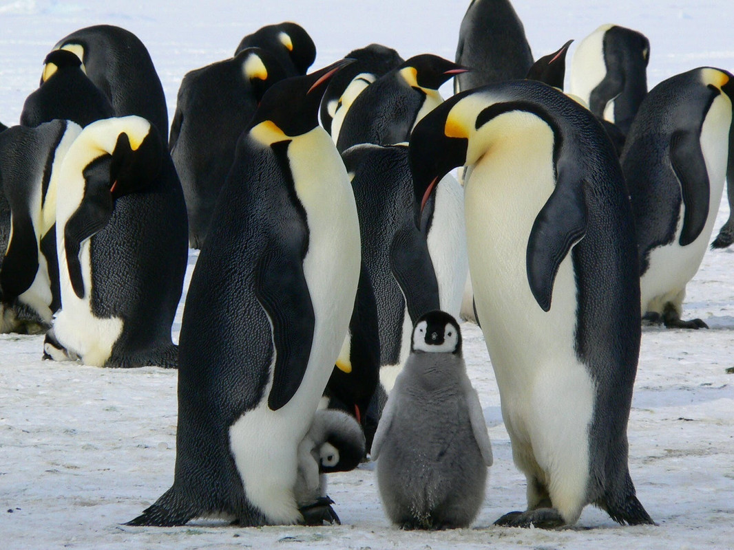 https://i.postimg.cc/qMQP3MCW/1-penguins-emperor-antarctic-life-52509.jpg