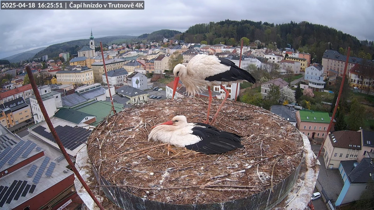 Živě z čapího hnízda na pivovarském komíně v Trutnově 12-57-43 screenshot