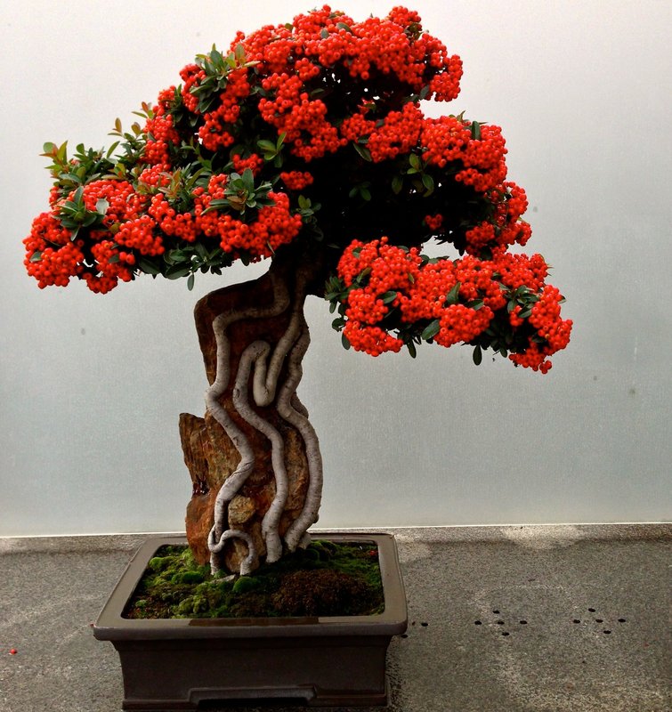 1637552317-69-pro-dachnikov-com-p-bonsai-yaponiya-foto-70
