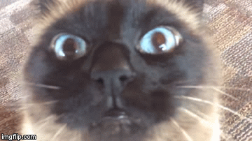 Cat-Attack.gif